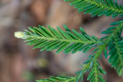 Sequoia sempervirens 'Adpressa' - sekvoje vždyzelená - jehlice